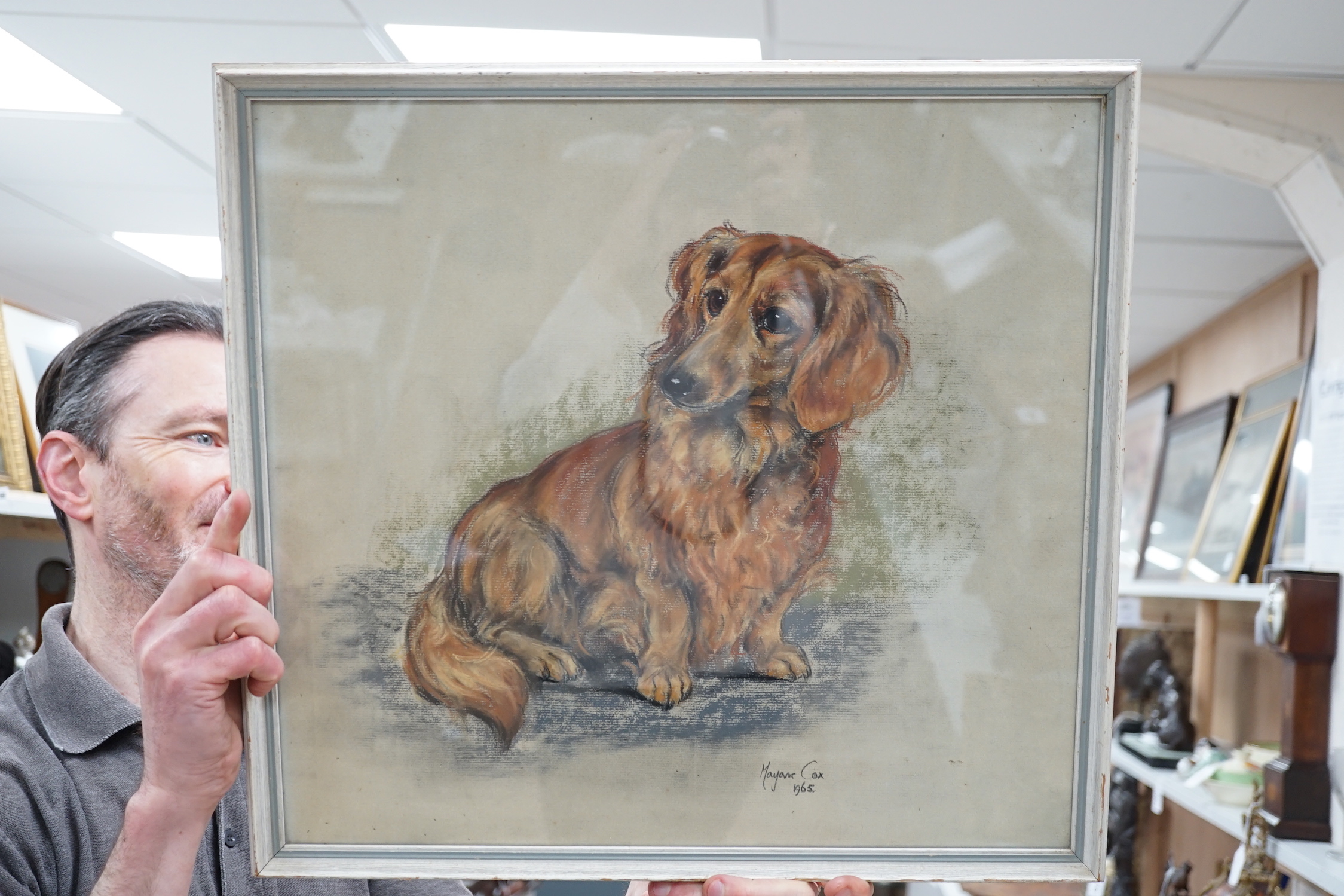 Marjorie Cox (1915-2003), pastel, Portrait of a long-haired daschund, signed and dated 1965, 41 x 43cm